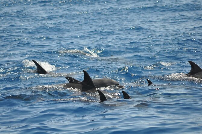 Dolphin Tour Banana Boat from Soma /Sahl Hasheesh/makadi/Safaga - Crew, safety, and the feel on board