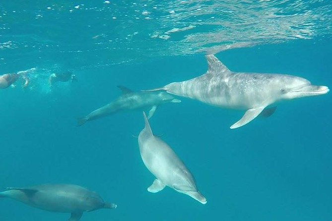 Dolphin Tour Banana Boat from Soma /Sahl Hasheesh/makadi/Safaga - Is $34.84 good value?
