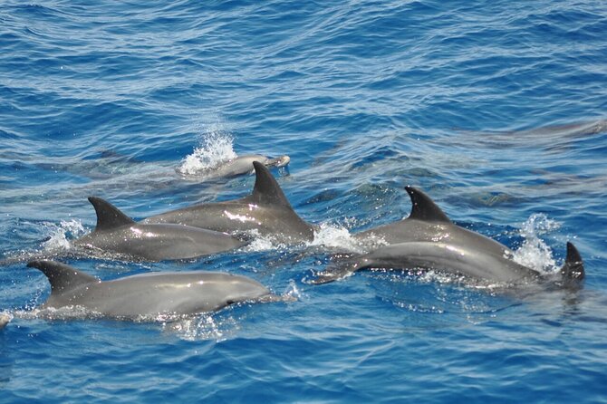 Dolphin Tour Banana Boat from Soma /Sahl Hasheesh/makadi/Safaga - Who should book this Red Sea boat trip?
