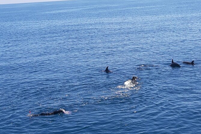 Dolphin tour & banana boat fun with snorkeling from Hurghada - Key points at a glance