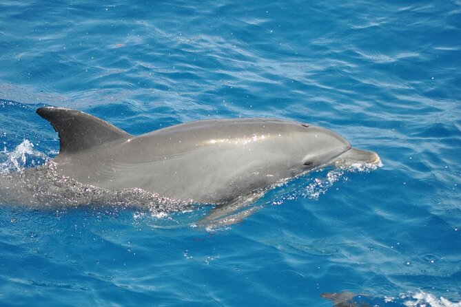 Dolphin tour & banana boat fun with snorkeling from Hurghada - Two or three reefs, with conditions that can change
