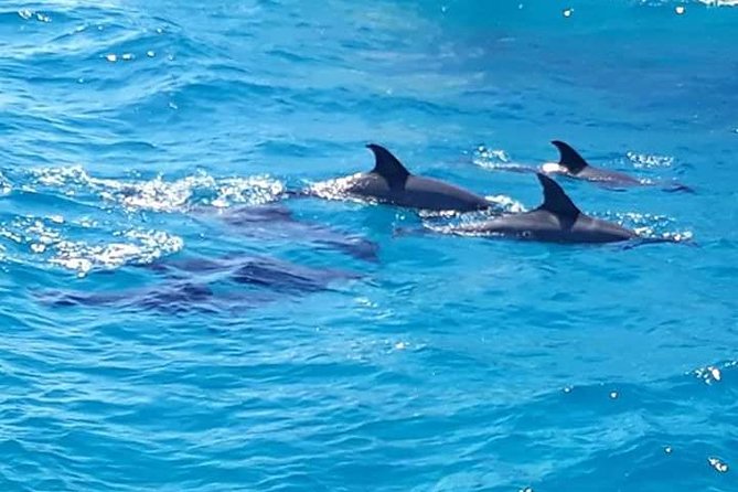 Dolphin Tour in Hurghada - Who should choose this Hurghada cruise?