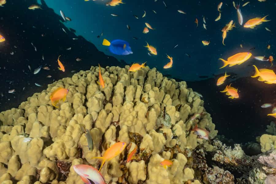 Eilat: 2-Hour Glass-Bottom Boat Tour - Practical tips for a better two hours