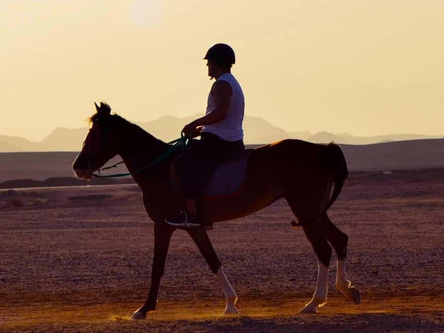 El Gouna: Desert & Sea Horse Riding With Swimming Optional - Sunrise, afternoon, or sunset?
