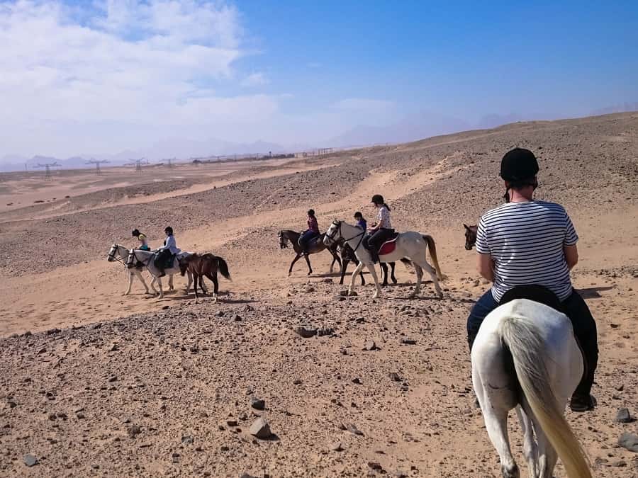 El Gouna: Desert & Sea Horse Riding With Swimming Optional - Shared transfer or independent arrival