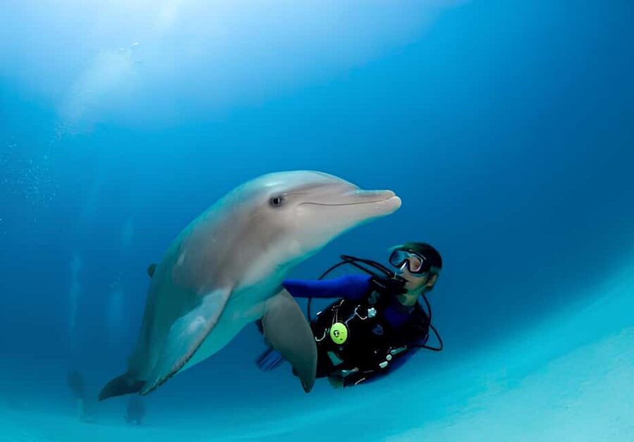 El Gouna Lagoon, Diving with Dolphin, Snorkeling & Lunch - The boat, crew, and pace of the day