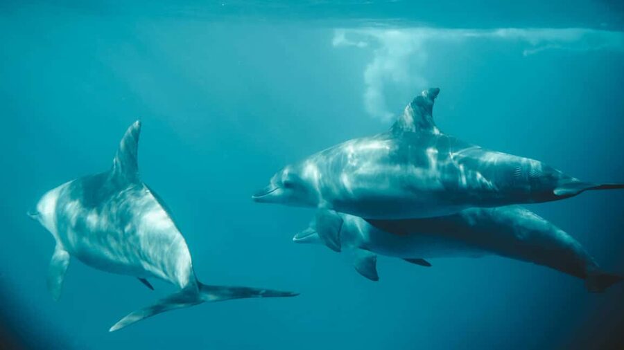 El Gouna Lagoon, Diving with Dolphin, Snorkeling & Lunch - Pickup and extra transport costs