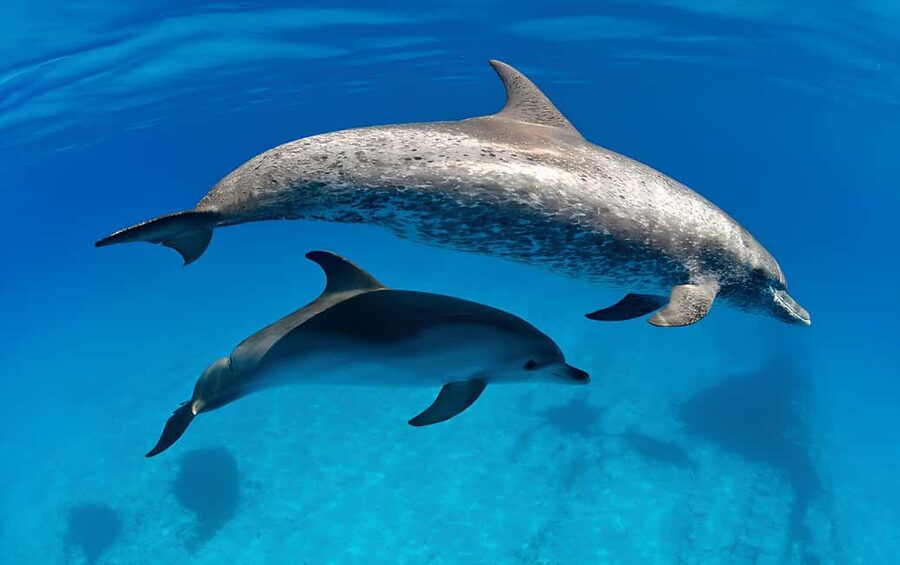 El Gouna Lagoon, Diving with Dolphin, Snorkeling & Lunch - Who will get the most from this trip?