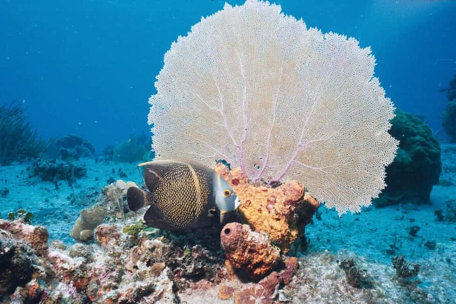 El Gouna Lagoon, Diving with Dolphin, Snorkeling & Lunch - Should you book El Gouna Lagoon, Dolphin Snorkeling, and Lunch?