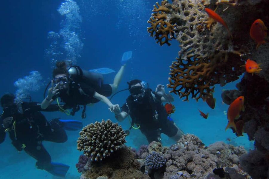 El Gouna Lagoon, Diving with Dolphin, Snorkeling & Lunch - A first scuba session with a PADI instructor