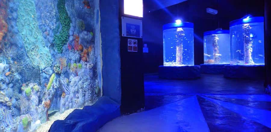 Entry Ticket: Grand Aquarium Hurgada - The rope bridge adds a high view, with one catch