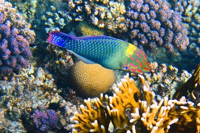 Excursion to the White Island & Ras Mohammed National Park from Sharm El Sheikh - From your hotel to Sharm el Sheikh port