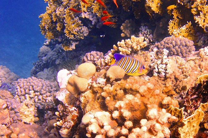 Excursion to Tiran Island by boat - What the Tiran Island boat trip is really about
