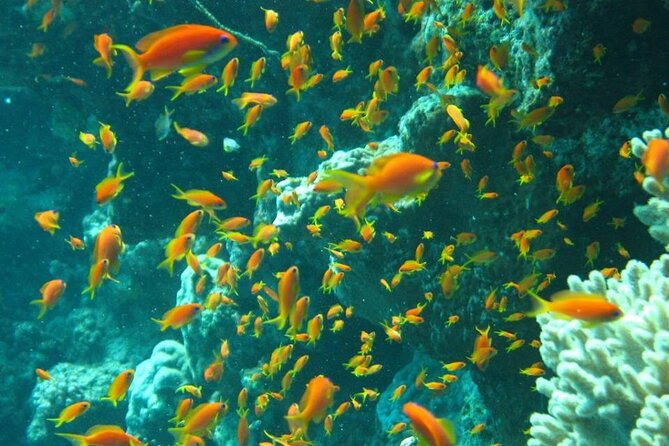 Excursion to Tiran Island by boat - On board the shared boat