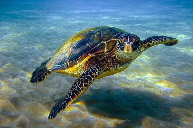 Explore Hurghada: Semi-Submarine Tour & Snorkeling – Hurghada - What families and cautious swimmers should know