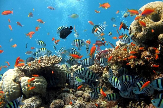 Explore Hurghada: Semi-Submarine Tour & Snorkeling – Hurghada - The diver show and the underwater view
