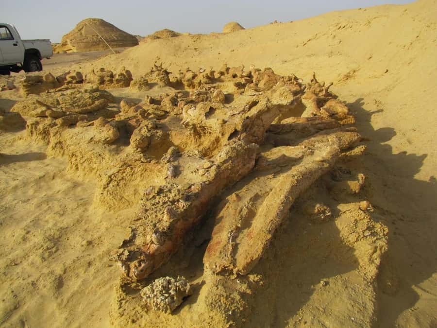 From Cairo: Full-Day Tour to El Fayoum - Wadi El Rayan and Egypt’s desert waterfalls