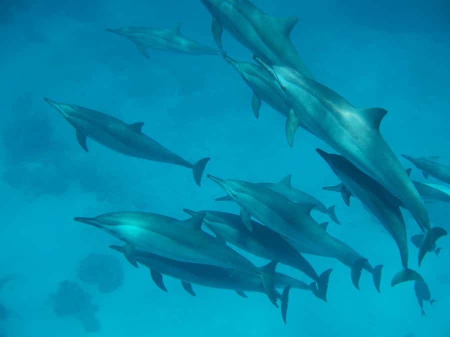 From Hurghada: Hula Hula Island Speedboat Tour with Dolphins - Key points to know before you book