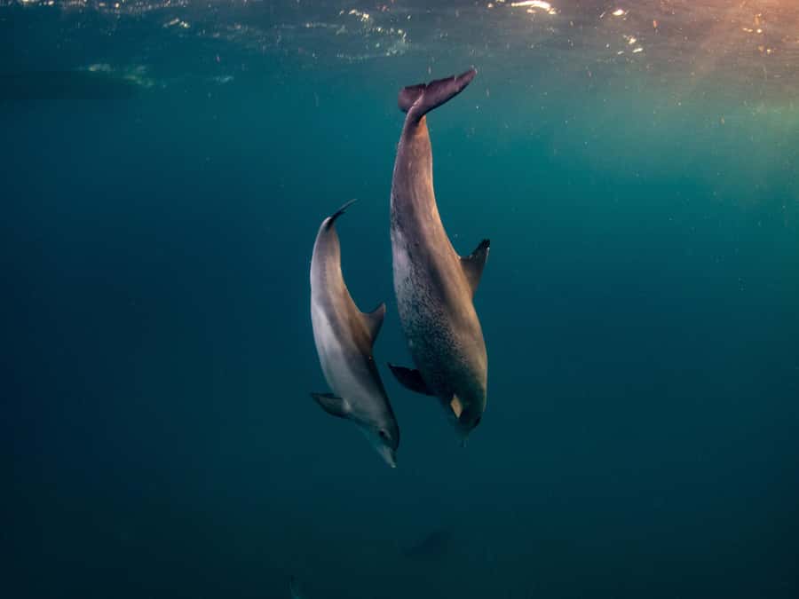From Hurghada: Hula Hula Island Speedboat Tour with Dolphins - Hula Hula Island for swimming and lunch