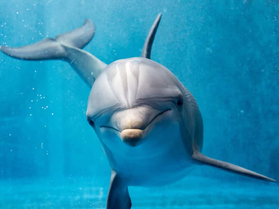 From Hurghada: Hula Hula Island Speedboat Tour with Dolphins - Shared speedboat or private seven-hour outing