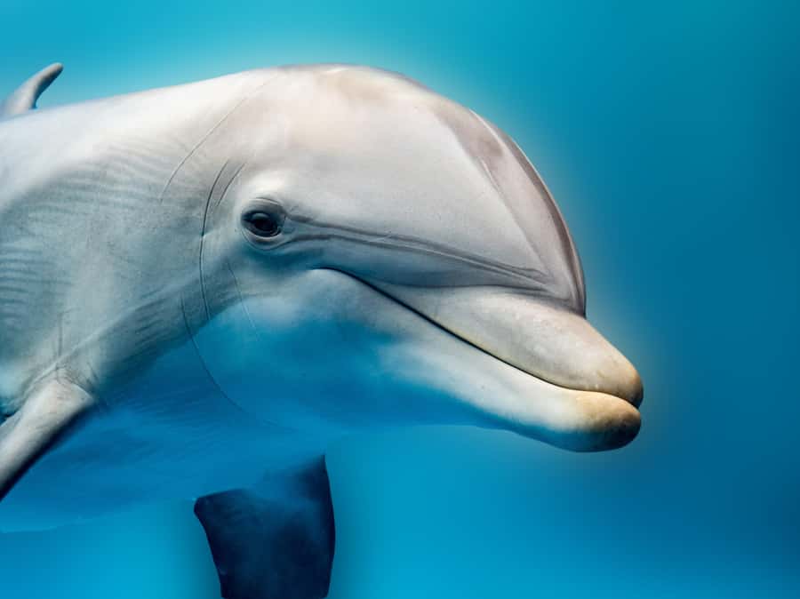 From Hurghada: Hula Hula Island Speedboat Tour with Dolphins - Searching the Red Sea for dolphins