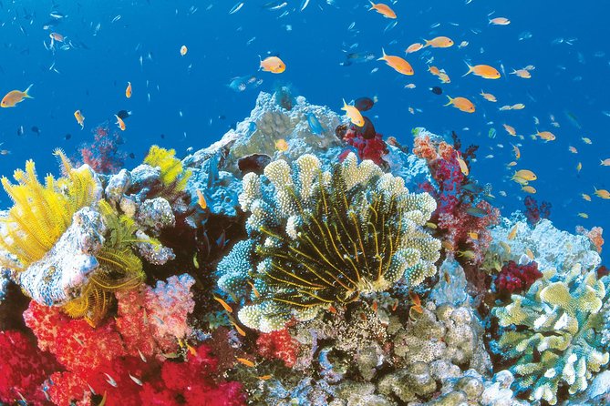From Hurghada: Orange Bay Snorkeling Trip with Lunch - Orange Bay’s two-hour beach break