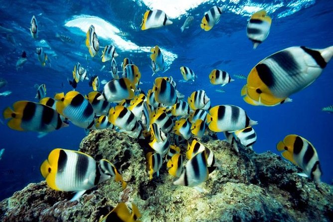 From Hurghada: Orange Bay Snorkeling Trip with Lunch - What the $24 price really covers