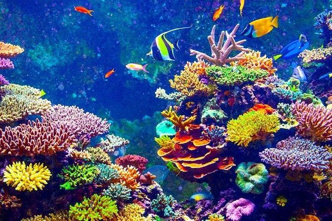 From Hurghada: Orange Bay Snorkeling Trip with Lunch - What to pack and what to leave behind
