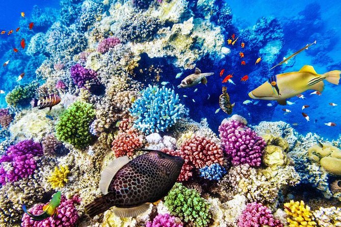 From Hurghada: Paradise Island Full-Day Snorkeling Tour - What the crew adds to the day
