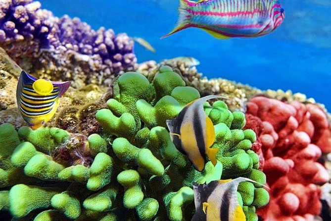 From Hurghada: Paradise Island Full-Day Snorkeling Tour - Is the $30 price good value?