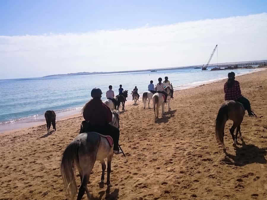 From Hurghada: Red Sea Sunrise and Desert Horseback Riding - The VIP swim stop and other add-ons