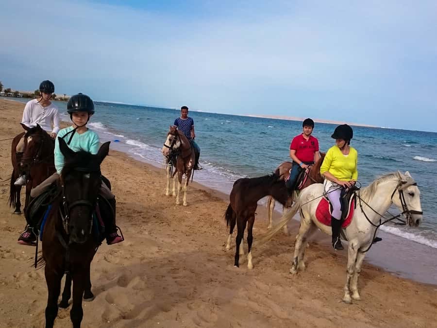 From Hurghada: Red Sea Sunrise and Desert Horseback Riding - Who will enjoy this most