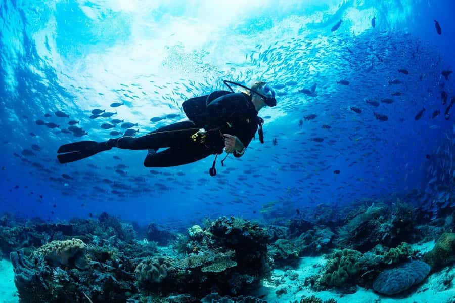 From Sharm: Luxury Diving cruise to Ras Mohammed with Lunch - What makes Ras Mohammed worth the boat ride