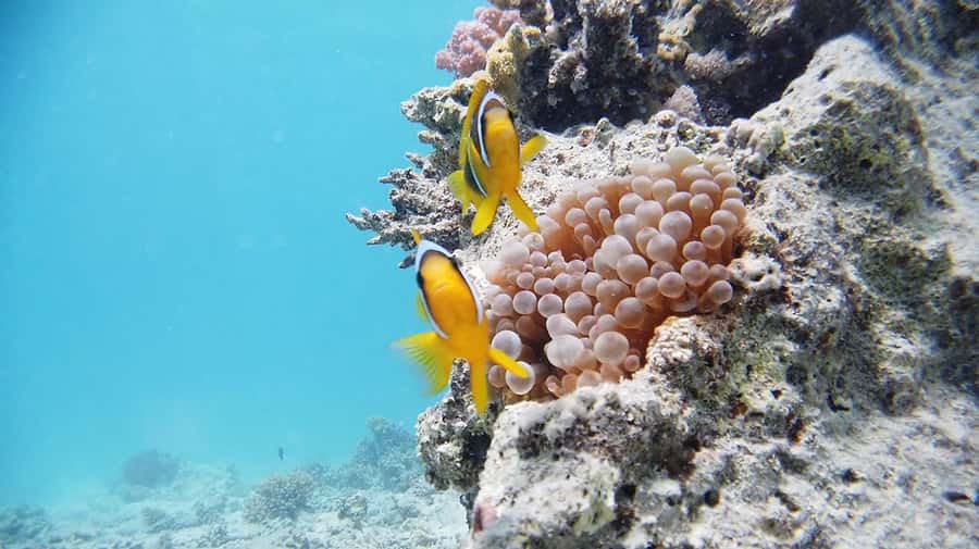 From Sharm: Luxury Diving cruise to Ras Mohammed with Lunch - The 1.5-hour cruise to the national park