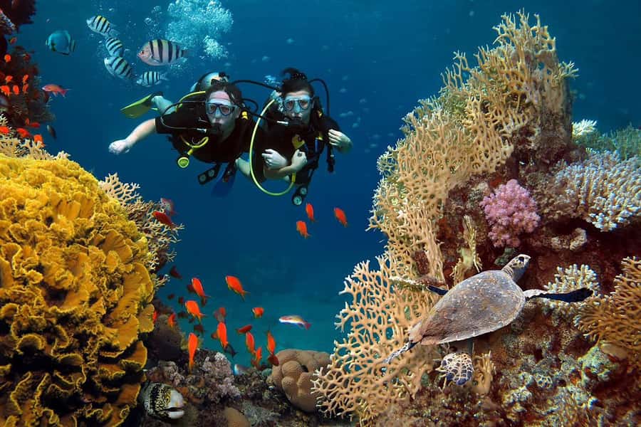From Sharm: Luxury Diving cruise to Ras Mohammed with Lunch - Your first underwater session