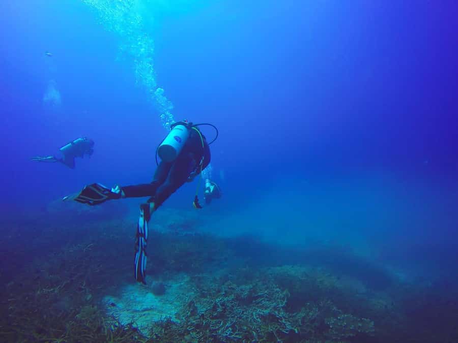 From Sharm: Luxury Diving cruise to Ras Mohammed with Lunch - How good is the value at $54?