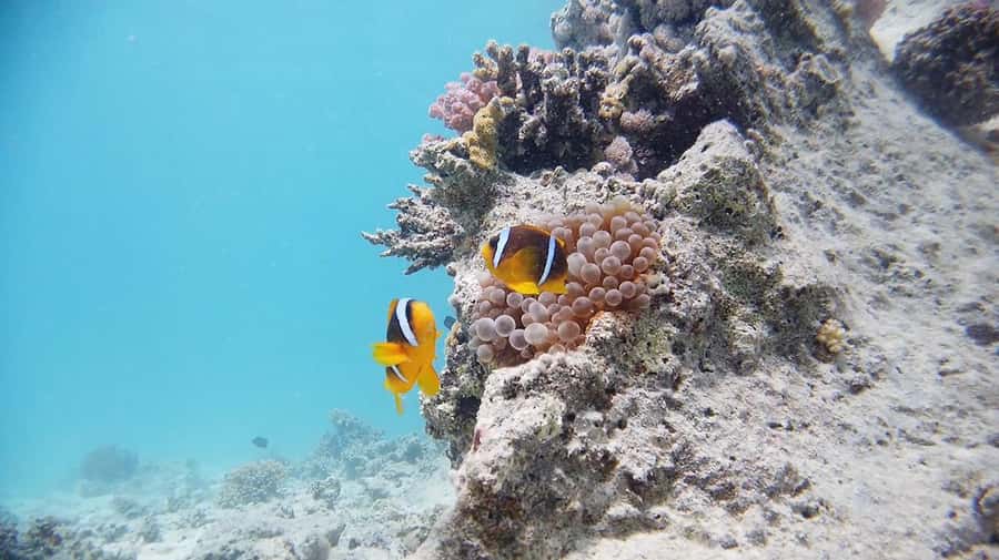 From Sharm: Luxury Diving cruise to Ras Mohammed with Lunch - The photo and video sales pitch