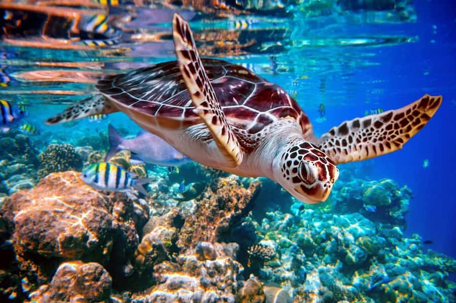 From Sharm: Ras Mohammed snorkeling cruise & optional diving - Two snorkeling stops, with time between them