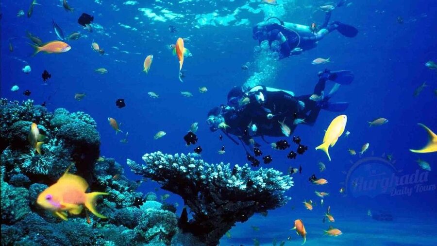 From Sharm: Ras Muhammed & White Island By Boat & intro Dive - The crew and languages