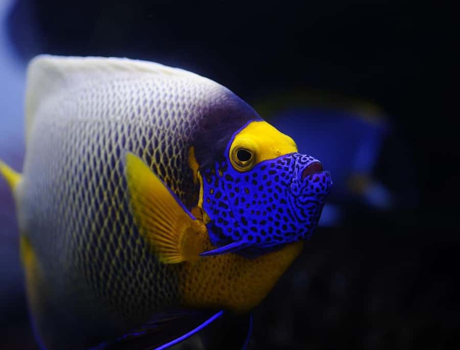 From Sharm: White Island and Ras Mohamed Snorkeling Trip - Practical ways to enjoy the day