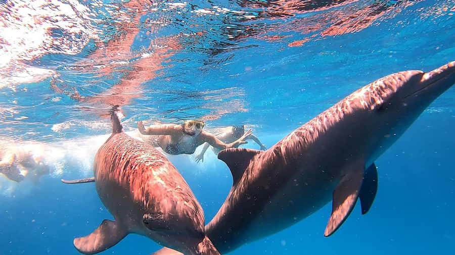 From Sharm: White Island and Ras Mohamed Snorkeling Trip - Lunch with a view of the Red Sea