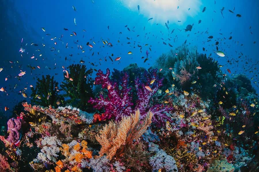 From Sharm: White Island and Ras Mohamed Snorkeling Trip - The real value of $29 per person