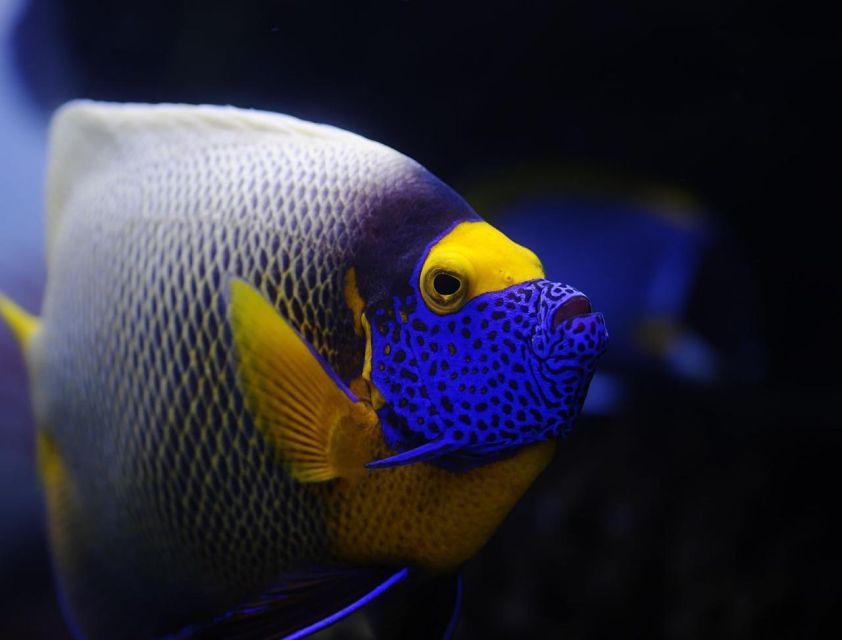 From Sharm: White Island and Ras Mohamed Snorkeling Trip - Who will enjoy this Sharm boat trip