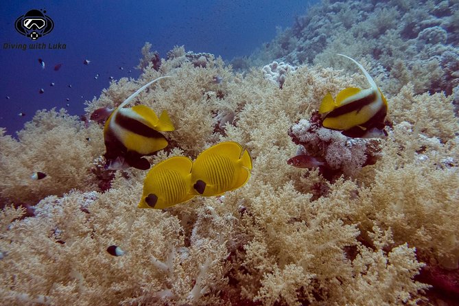Full day diving with private guide, lunch drinks transportation - Two Red Sea sites in one full day