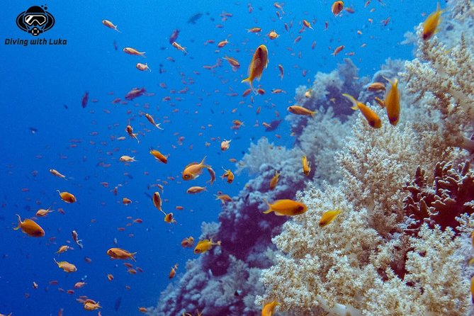 Full day diving with private guide, lunch drinks transportation - Getting to the boat from Hurghada