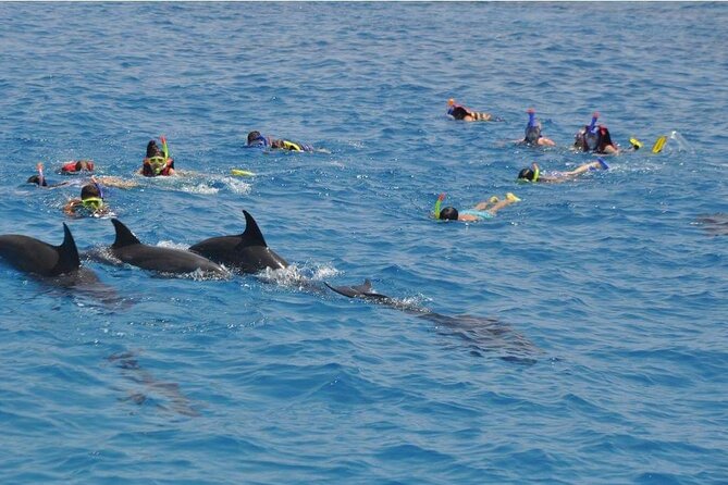 Full-day Dolphin House And Swim With Dolphin - What this Hurghada boat day is really about
