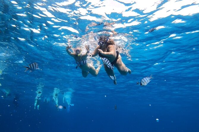 Full-day Dolphin House And Swim With Dolphin - Who will get the most from this trip