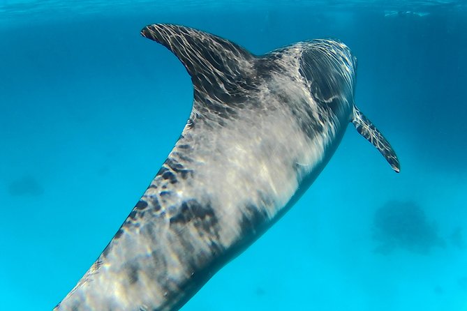 Full-Day Snorkeling with Dolphins in Hurghada with Lunch - Searching for dolphins in open water