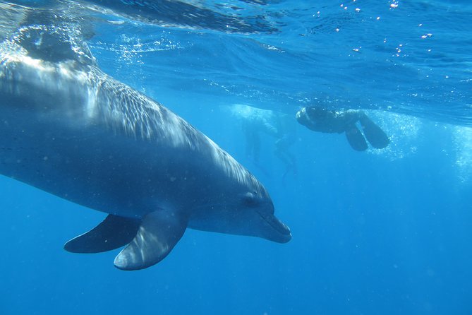 Full-Day Snorkeling with Dolphins in Hurghada with Lunch - The boat, crew, and comfort level