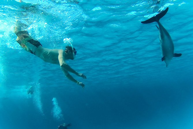 Full-Day Snorkeling with Dolphins in Hurghada with Lunch - What the $15 price really offers